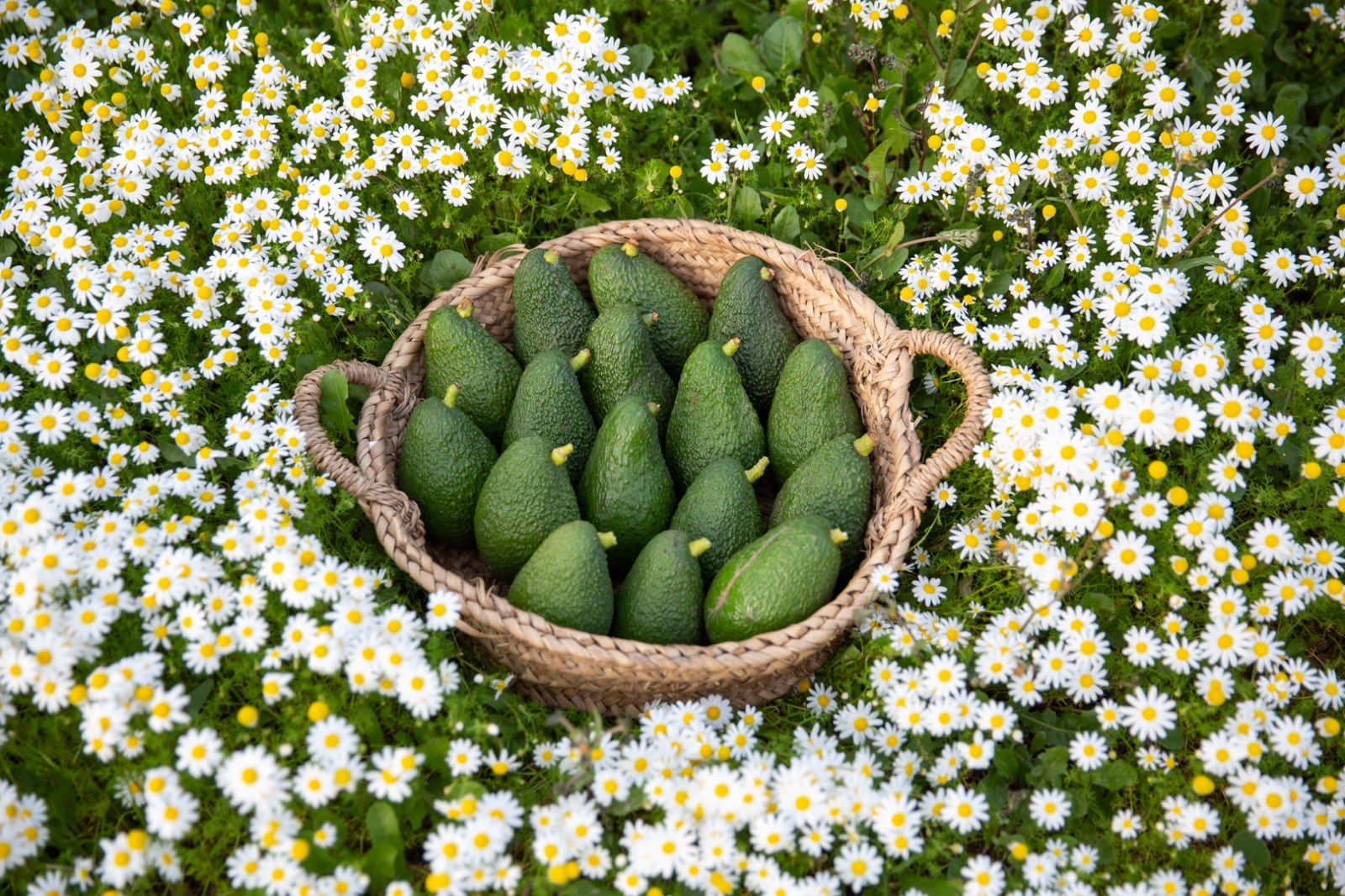 Aguacates recogidos en la Finca Vega de la Motilla