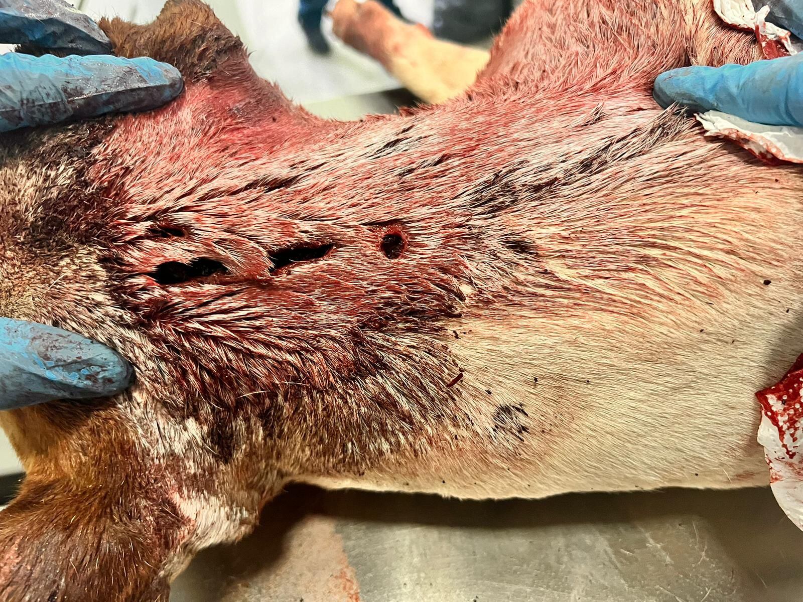 Perro agredido en Guarroman