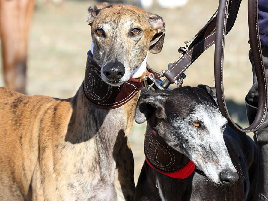 Las carreras de galgos vuelven este fin de semana con dos representantes de Castilla y León