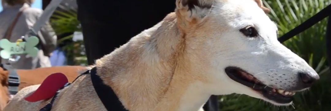 Perro en un refugio de animales