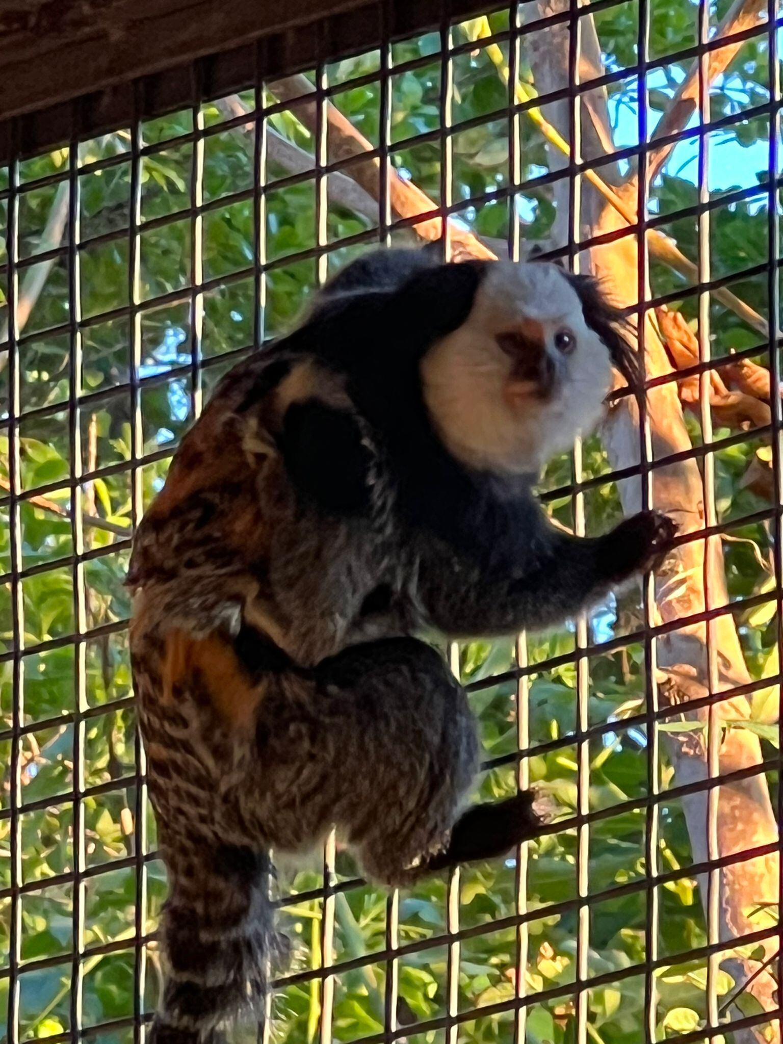 Titís en el Zoobotánico de Jerez