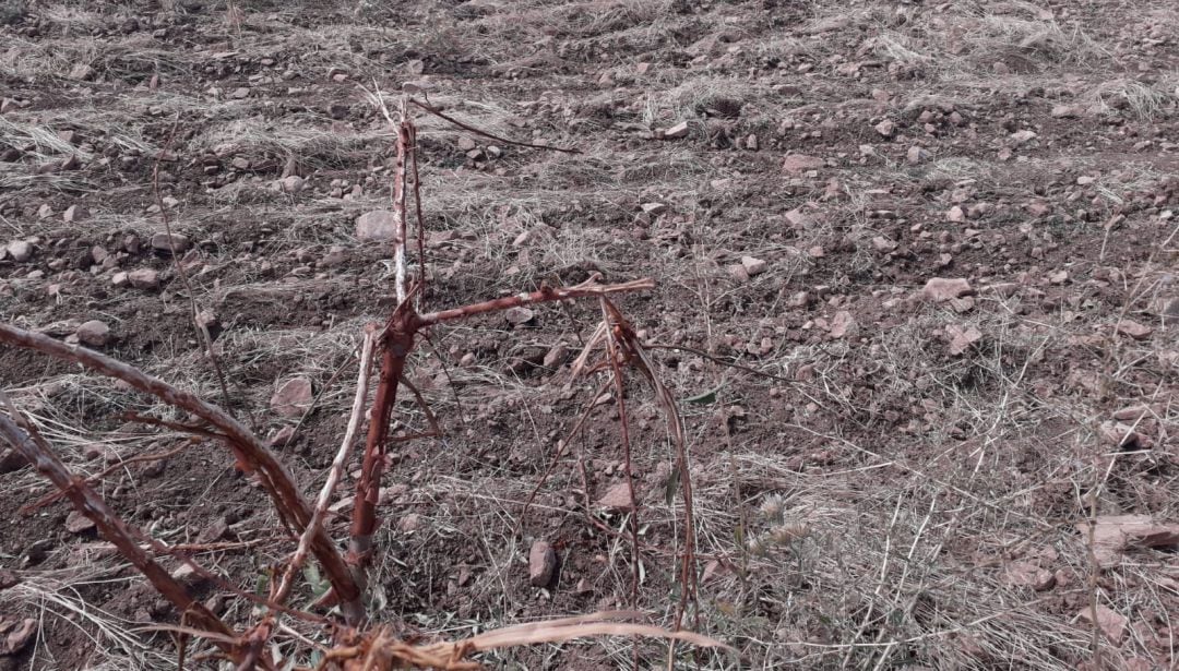Estado de uno de los campos del Campo de Montiel (Ciudad Real)