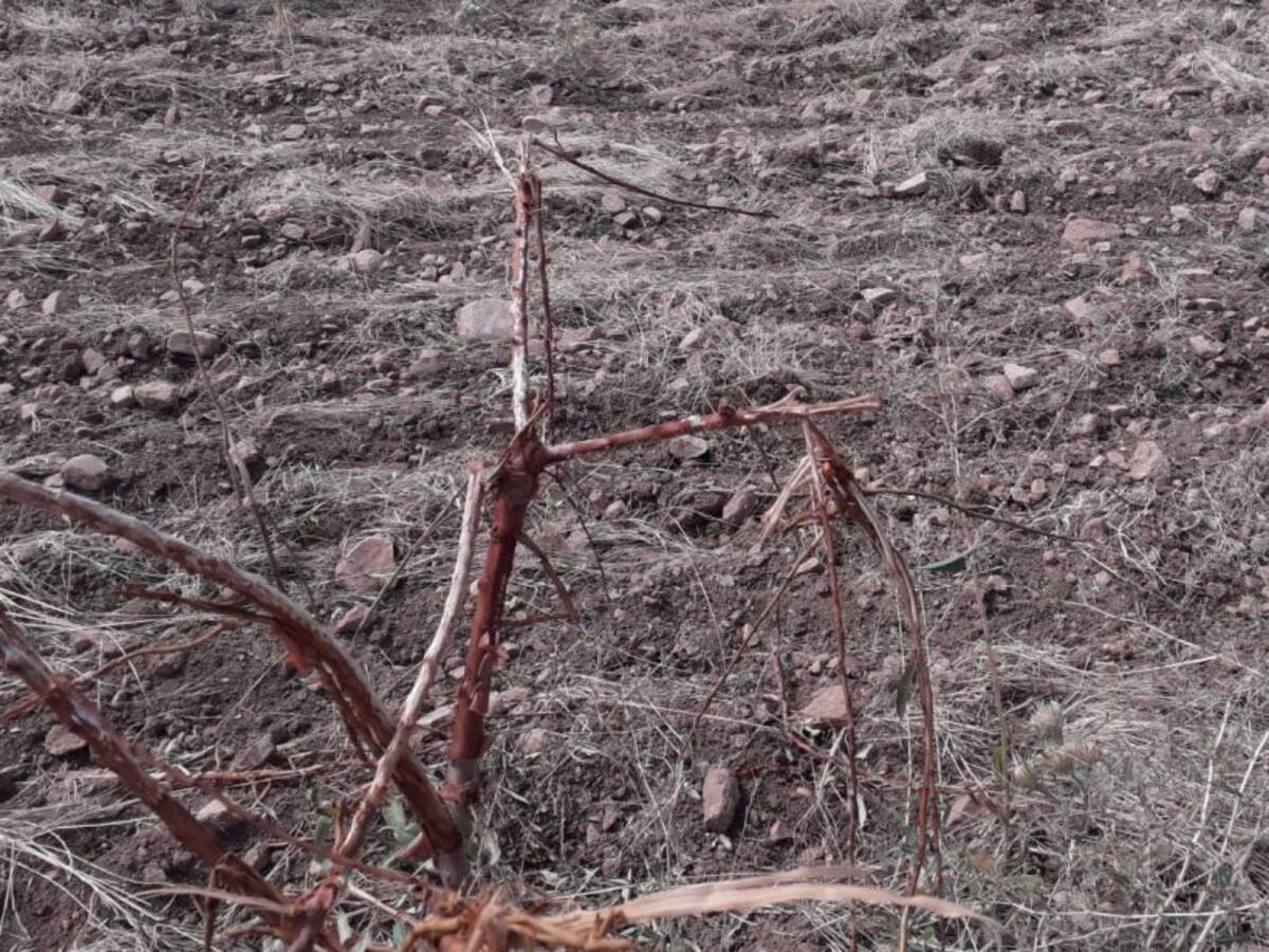 Sobrepoblación de ciervos y jabalíes en el Campo de Montiel