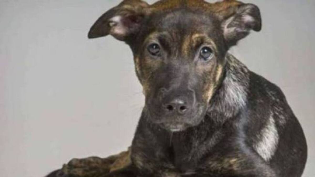 Los dueños del perro 'Cooper' se sientan en el banquillo y se enfrentan a casi cuatro años de cárcel por la muerte del animal