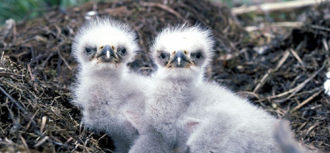 Pollos de aguilucho