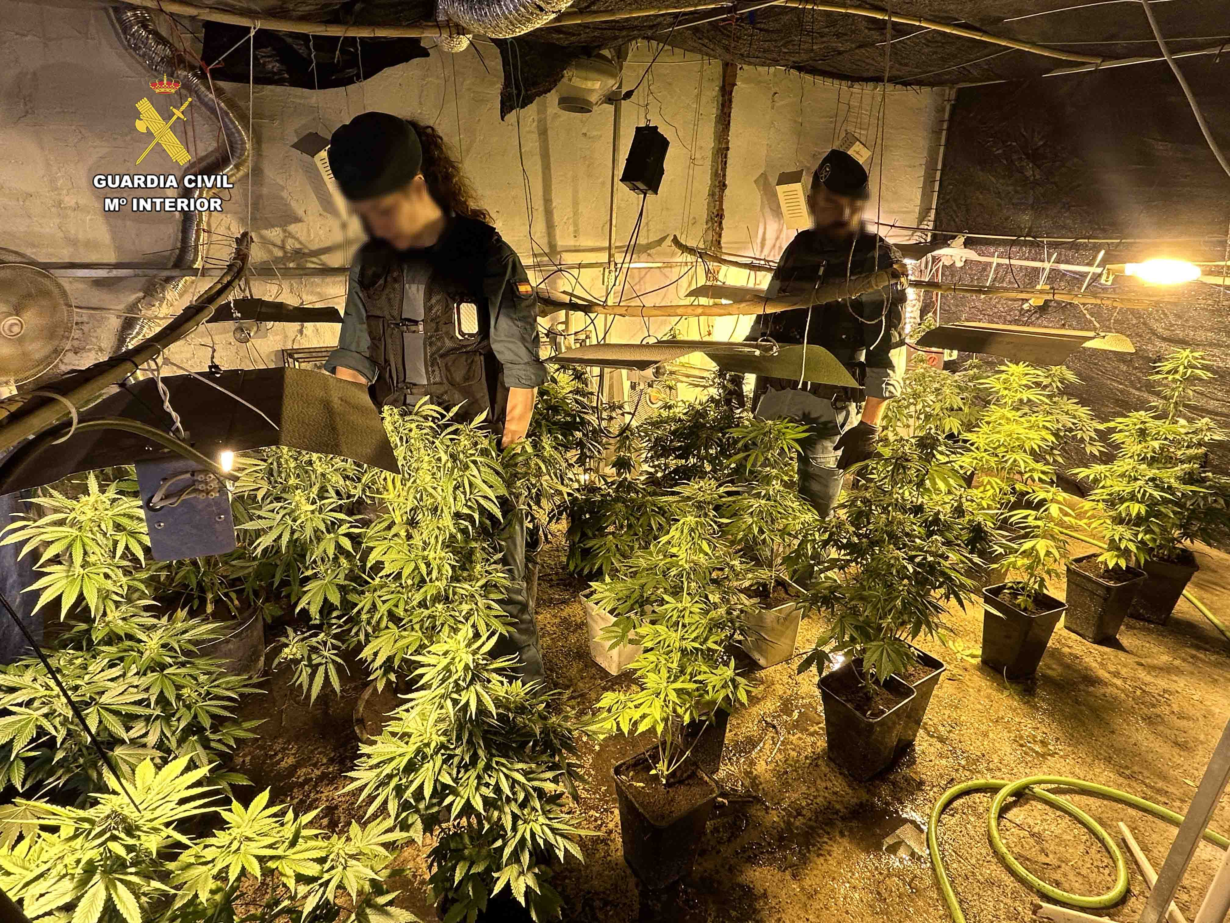 Detención de un clan familiar dedicado al cultivo y distribución de marihuana en Calahorra