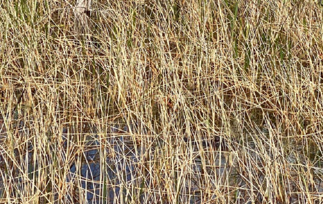 ¿Puedes encontrar al animal escondido?