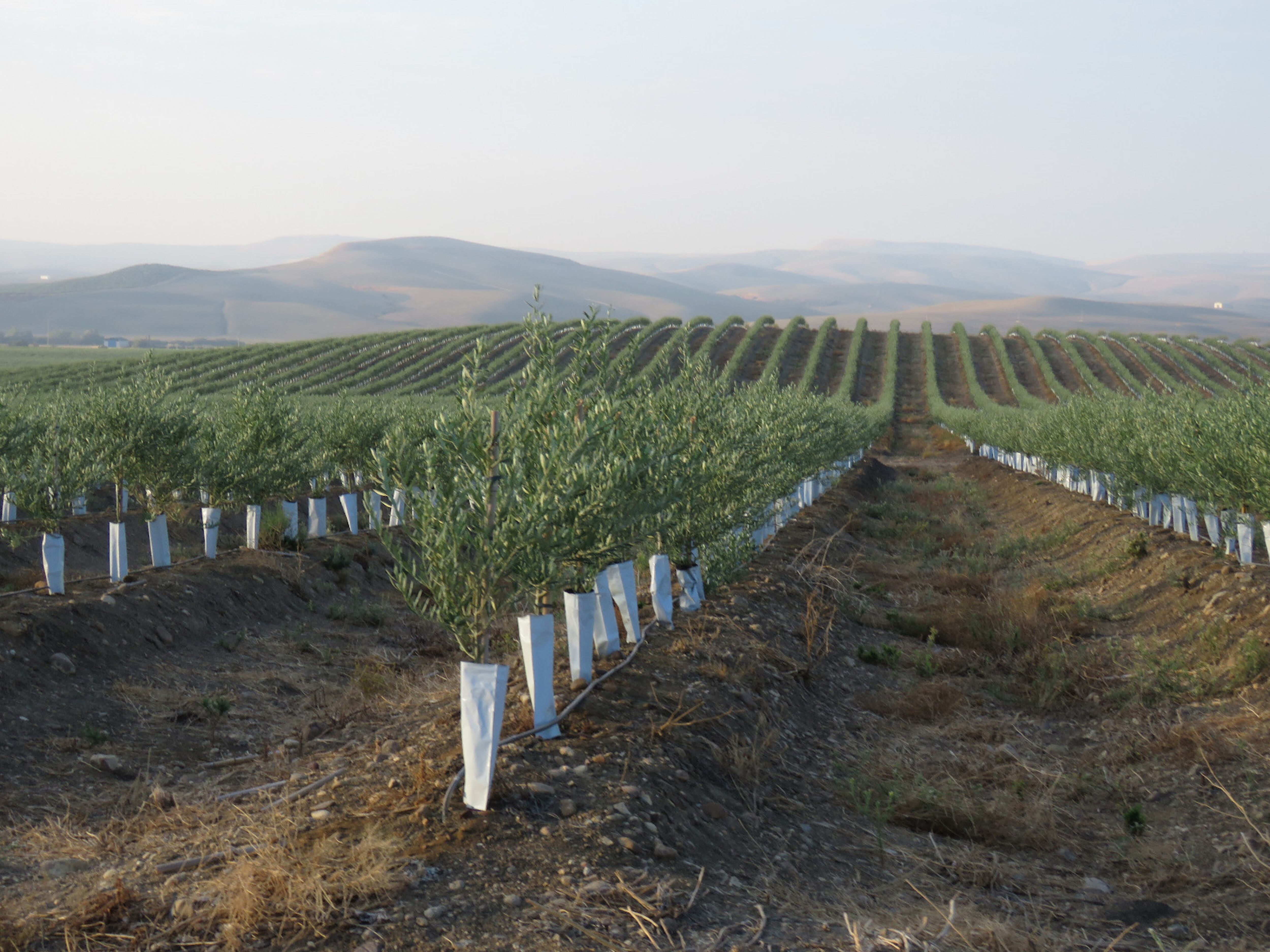 Plantaciones de olivar intensivo en Córdoba