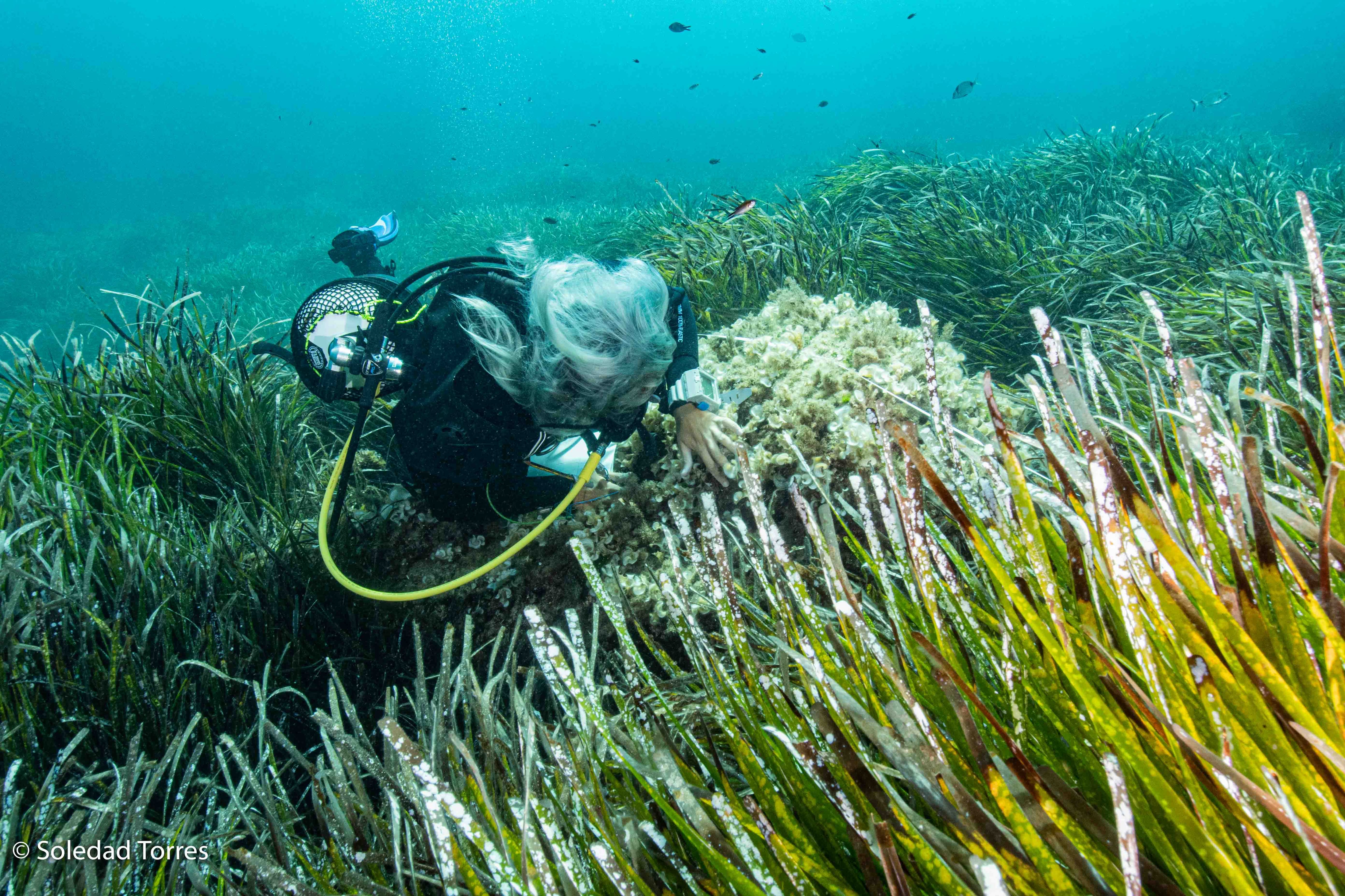 Praderas de posidonia en la bahía