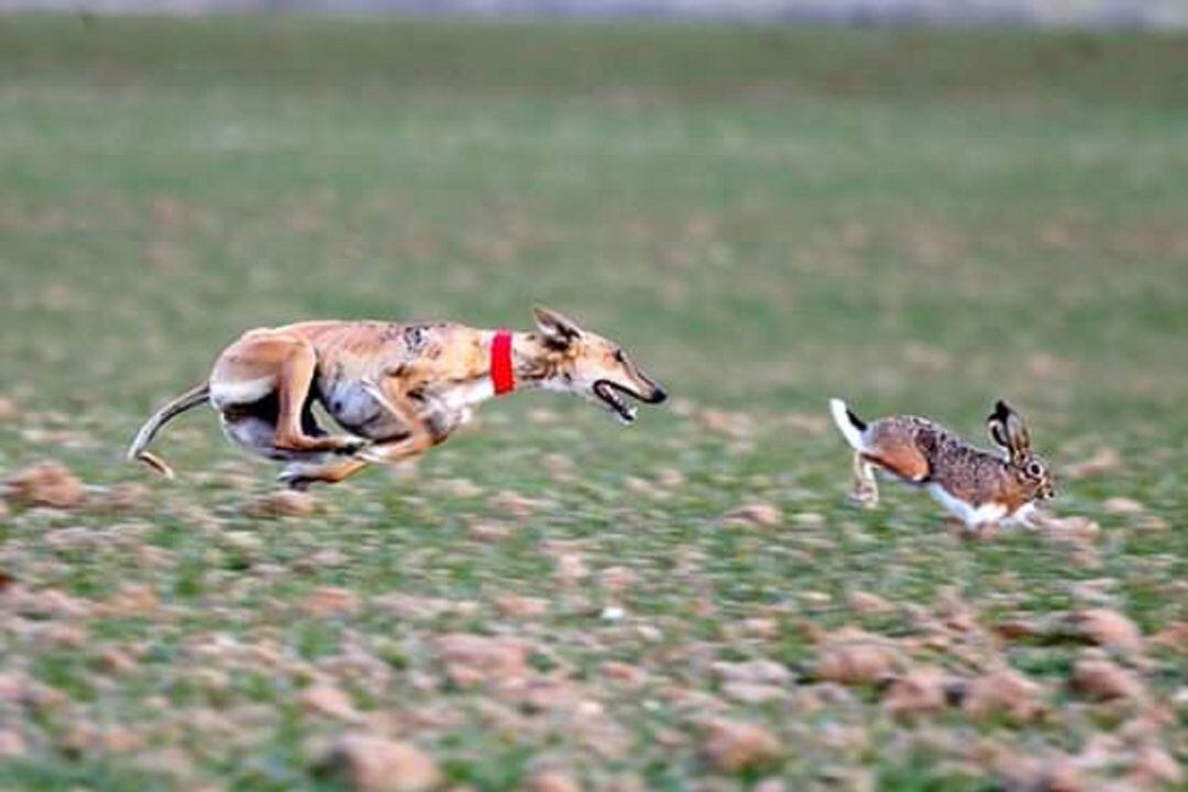 Pelaya y Chaparra se preparan para la final del Campeonato de Galgos