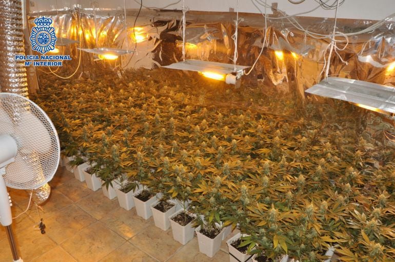 Una de las plantaciones de marihuana desmanteladas en Málaga