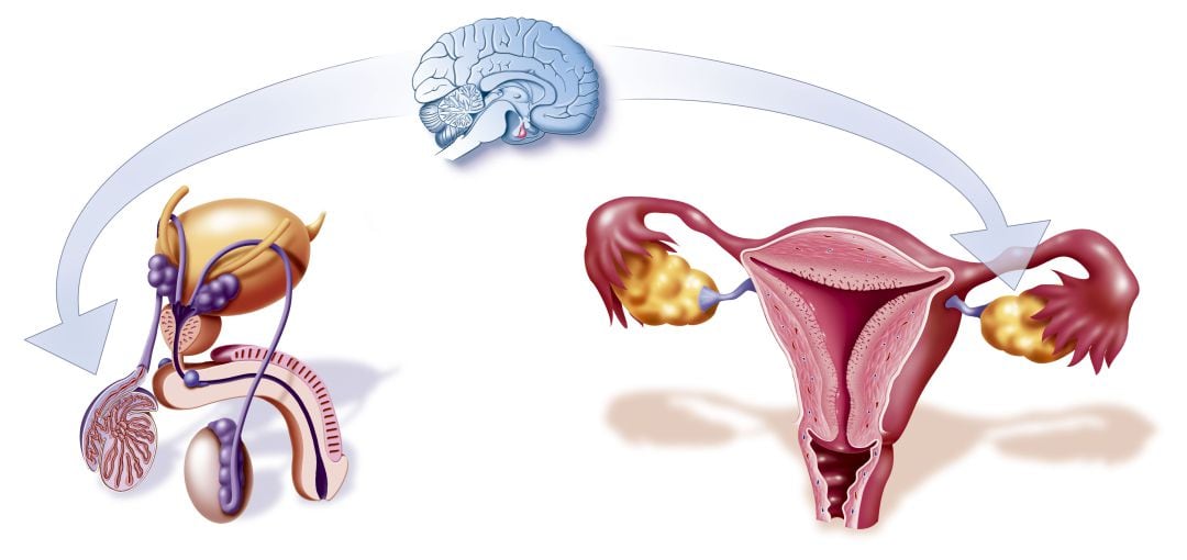 Según un estudio realizado por la Universidad de Aveiro de Portugal, el cerebro y los testículos tendrían 13.442 proteínas en común.