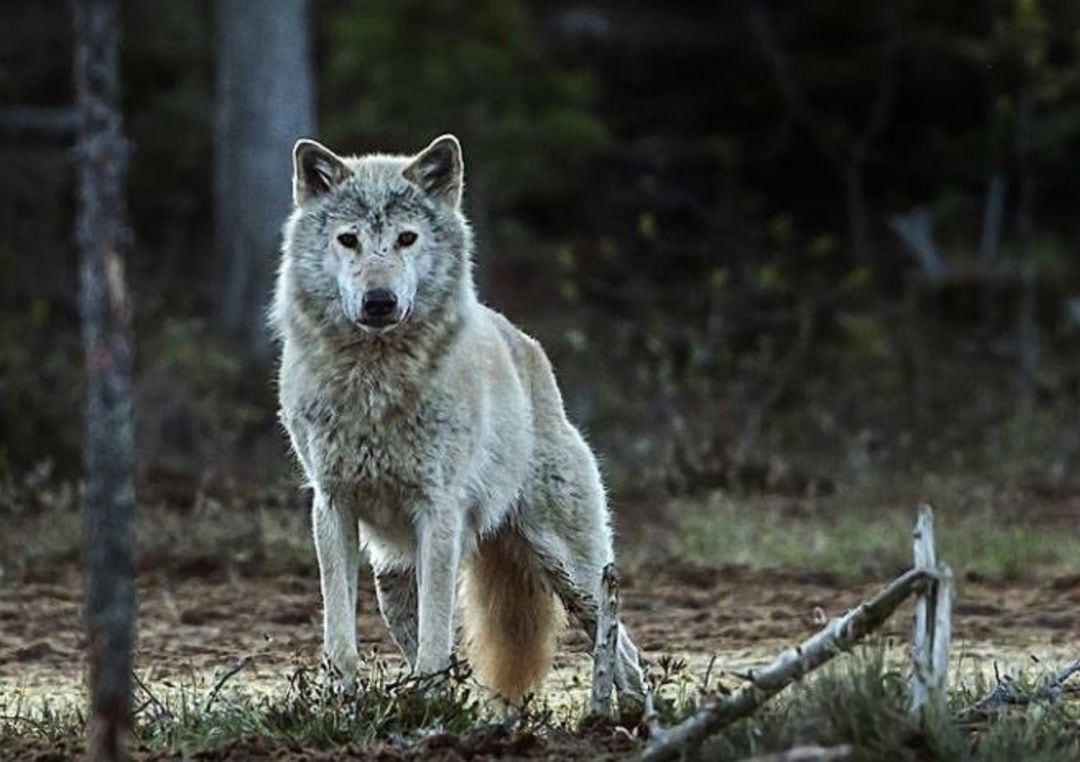 El lobo noruego-sueco probablemente se haya ido para siempre. La población actual desciende de los lobos finlandeses que emigraron después de que exterminamos a nuestros propios lobos hace unos 50 años. PER HARALD OLSEN, NTNU