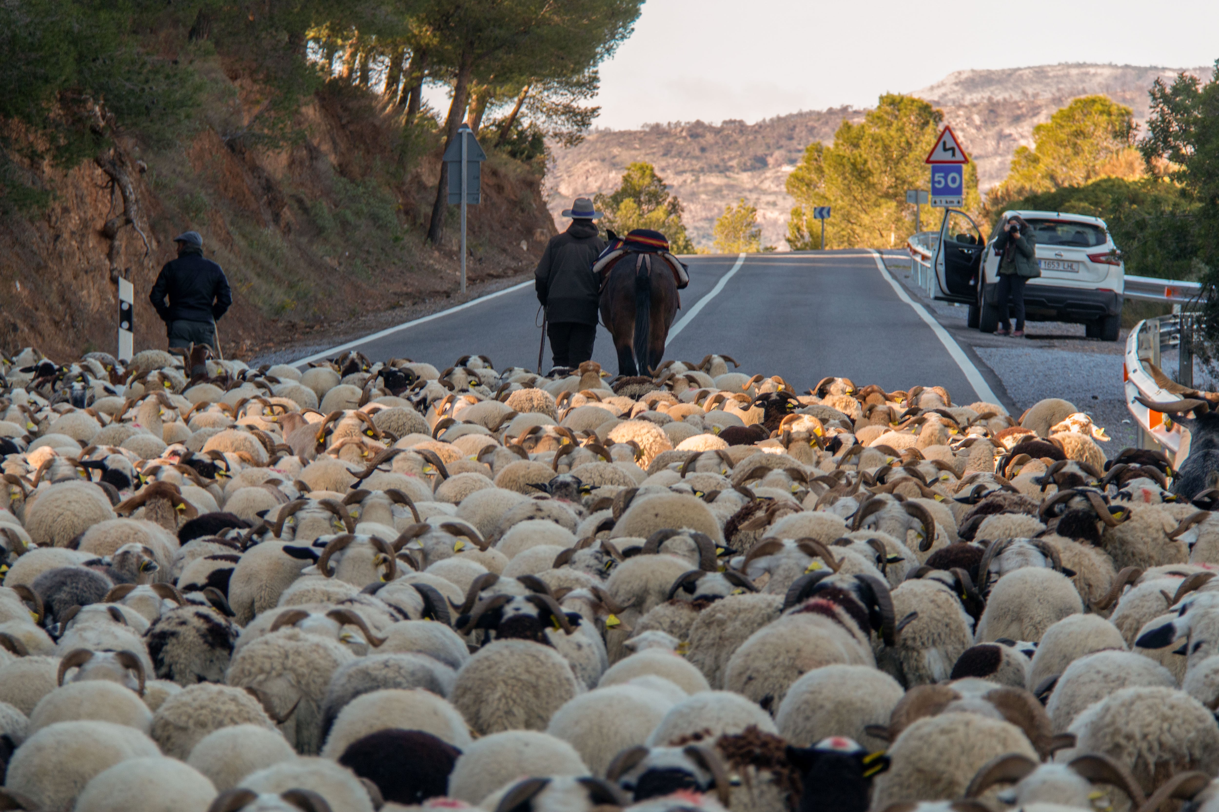 En esta época del año y fiel a una tradición que pasa de generación en generación, con la llegada del frío y la consiguiente bajada de temperaturas es posible contemplar cómo el ganado trashumante procedente de la Alpujarra de Granada busca lugares más cálidos, como la Costa Tropical, donde poder pastar