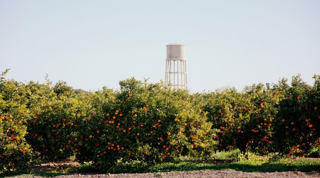 Campo de naranjos cerca de València