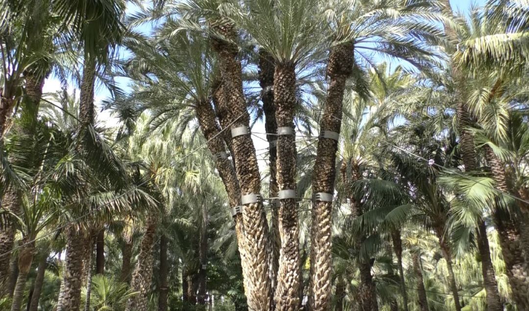 Palmera Imperial