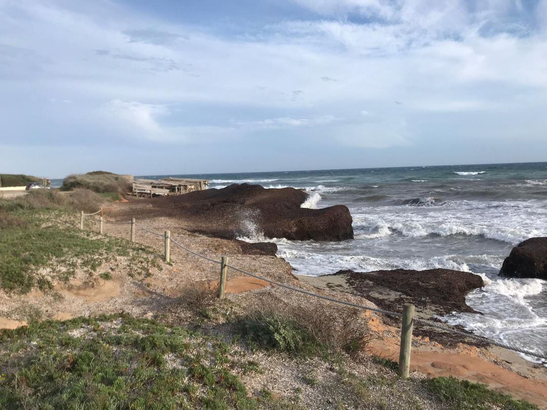 Imagen de restos de posidonia en una playa de la isla