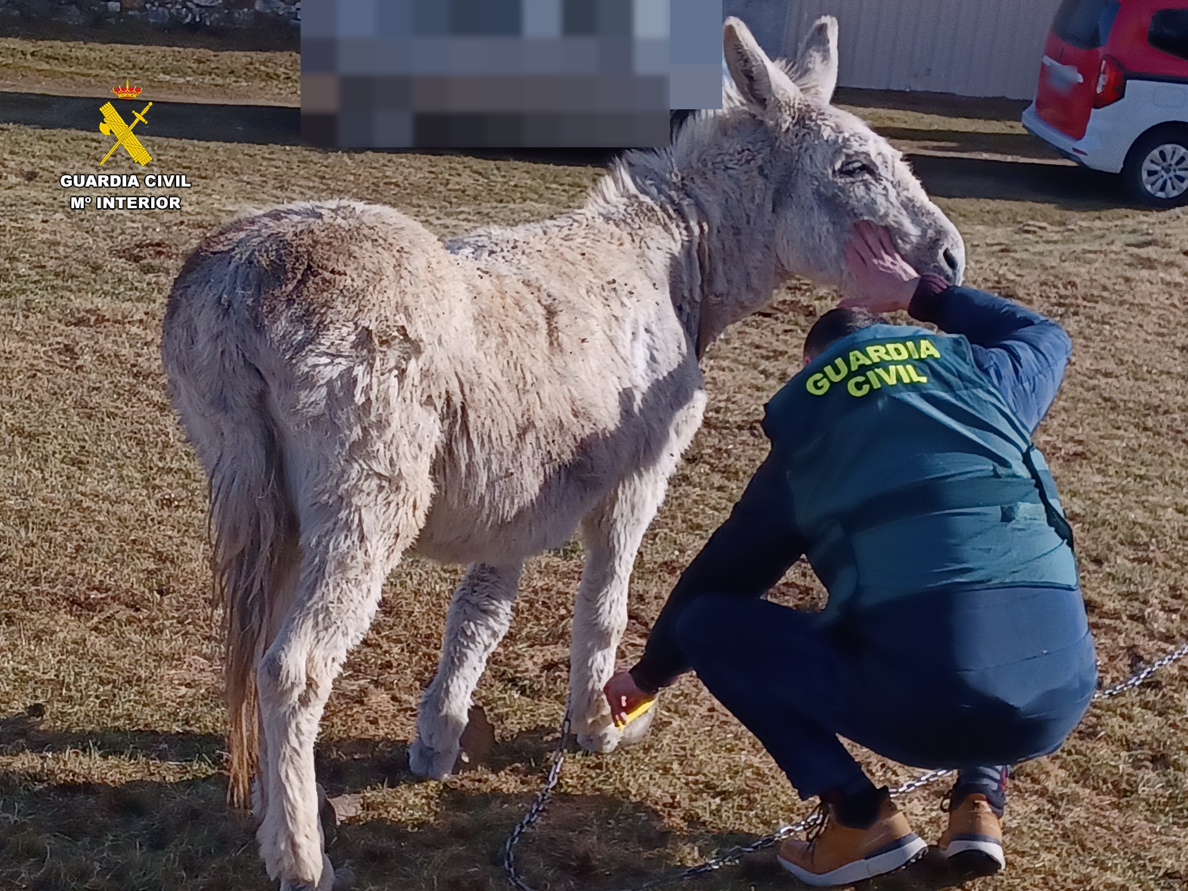 Investigada una persona por un delito deabandono animal en Castrejón de la Peña