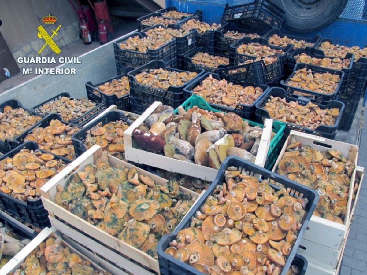 El Seprona interviene una importante cantidad de níscalos en la zona de la Valdavia