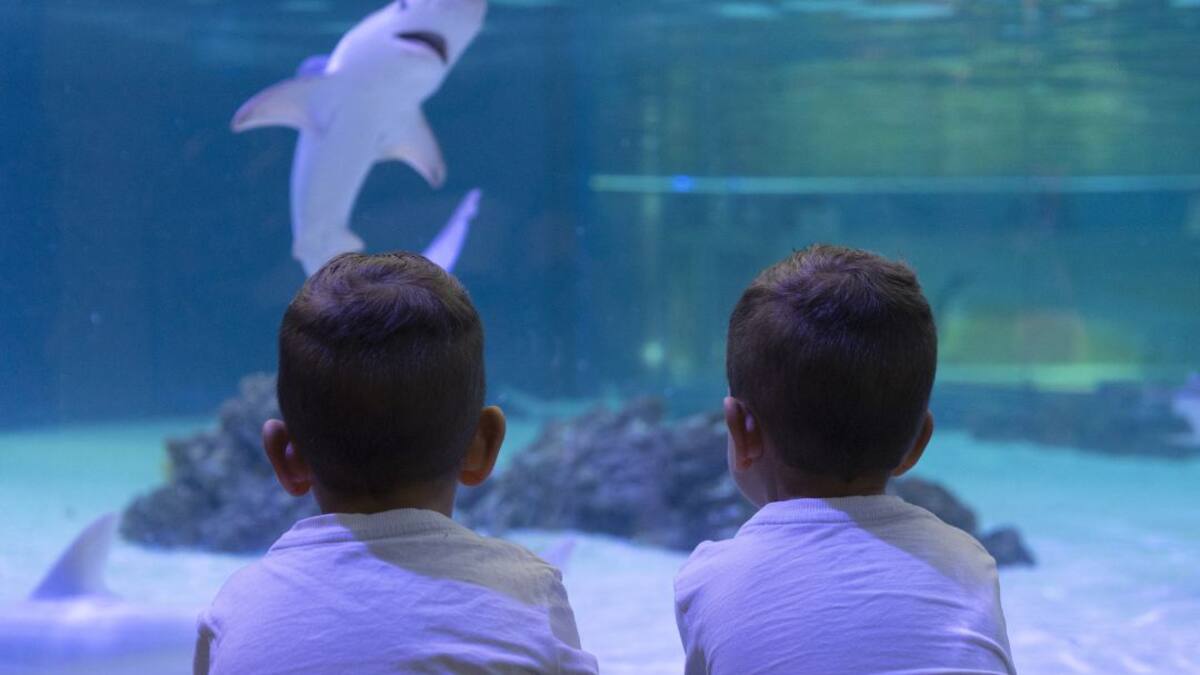 Eduardo Nogués, director general de l'Oceanogràfic (07/01/2019)
