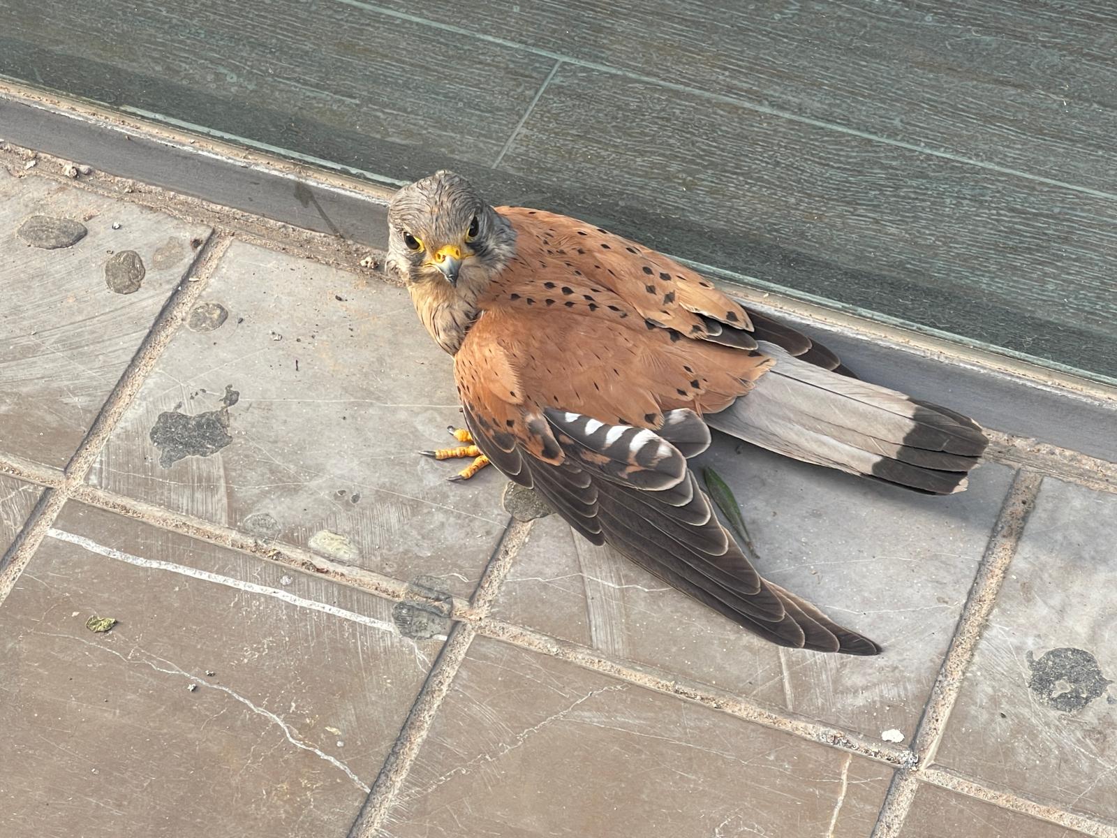 Un cernícalo deambula por las calles de València