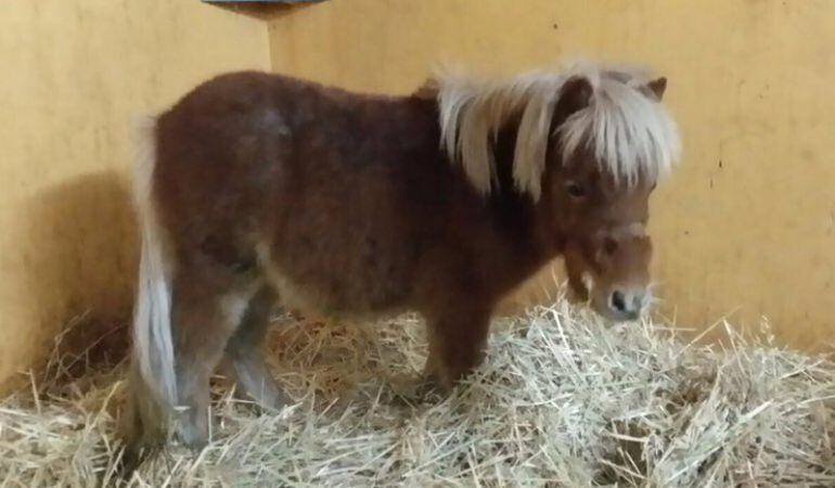 El poni rescatado, custodiado en la finca de uno de los agentes de Fuenlabrada