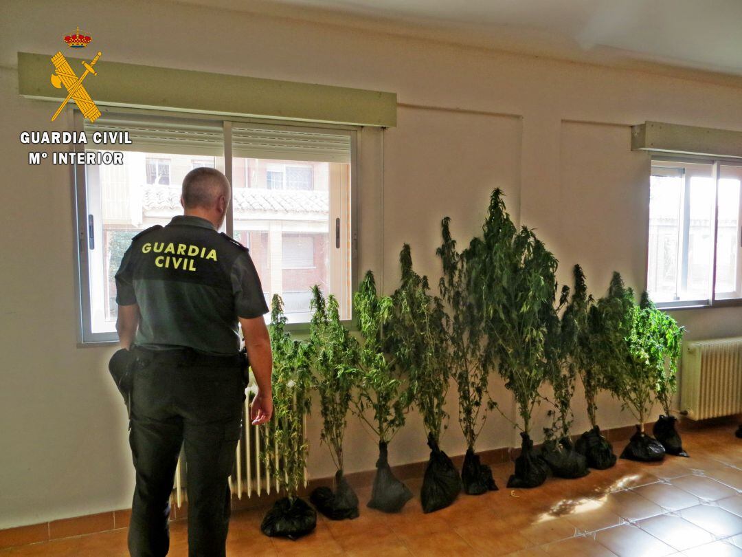 Plantas incautadas por la Guardia Civil en Villamediana (Palencia)