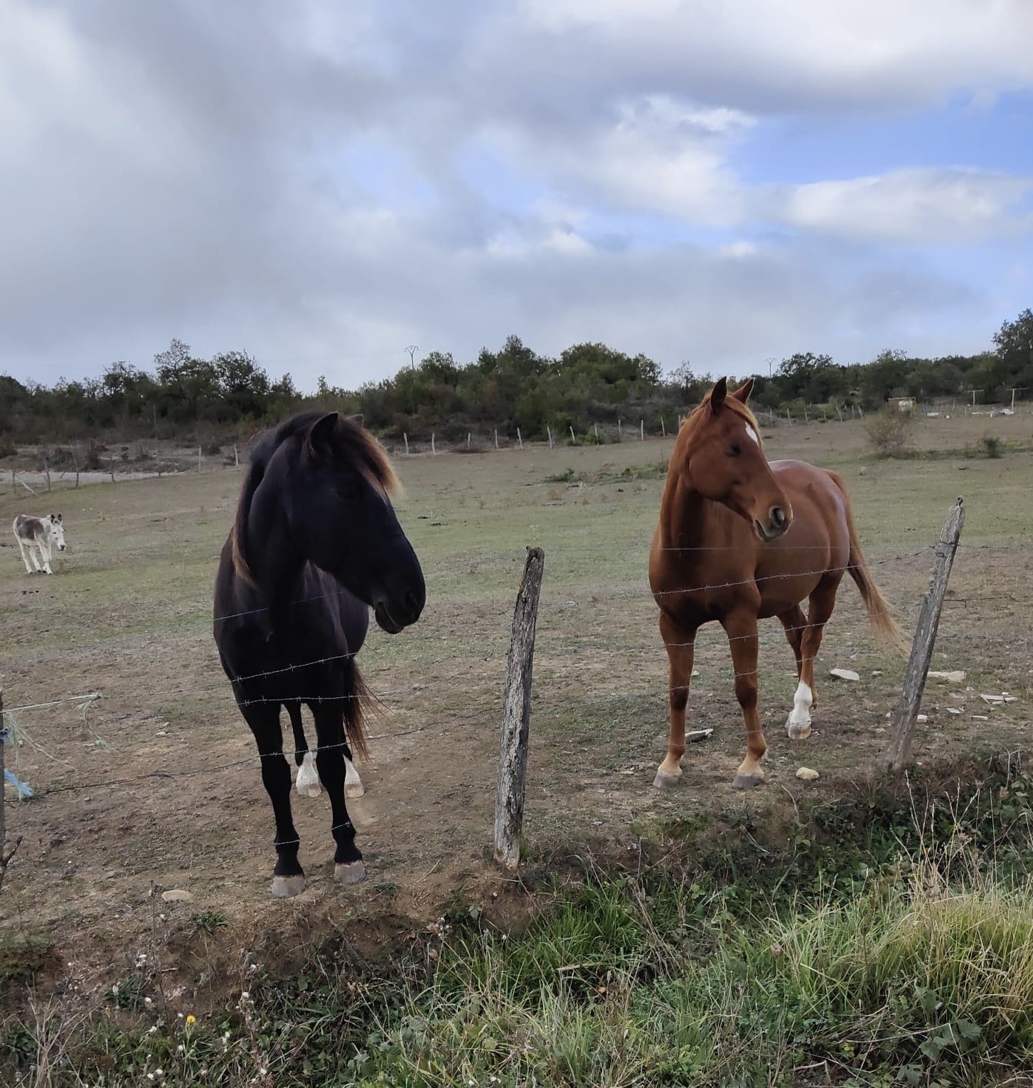 Los caballos son animales que gustan mucho, especialmente a los niños y niñas