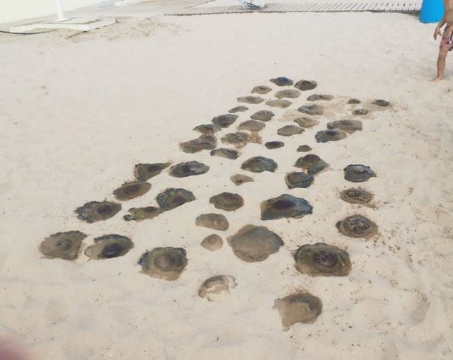 Medusas en la playa de Bellreguard.