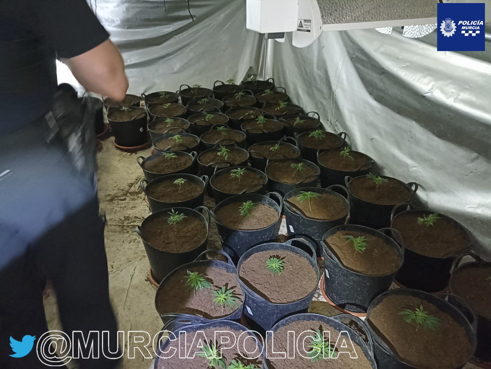 Plantación de marihuana descubierta por la Policía Local en el interior de la vivienda en Guadalupe (Murcia)