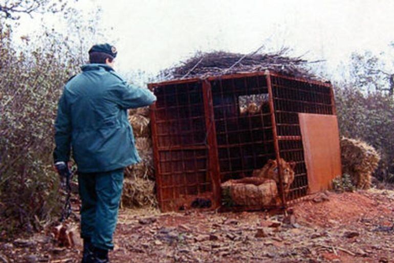 Un guardia Civil junto a la jaula que descubrieron en la finca, con un león dentro.