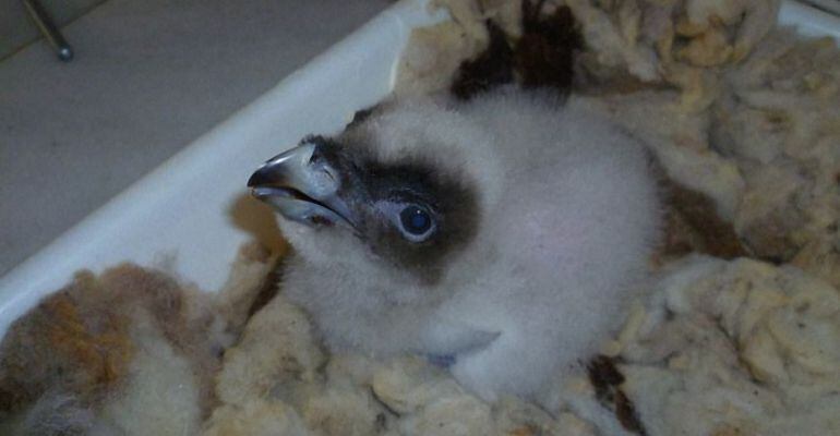 La hembra de quebrantahuesos &#039;Rin Ran&#039; en el centro de Cría de la Fundación Gypaetus.