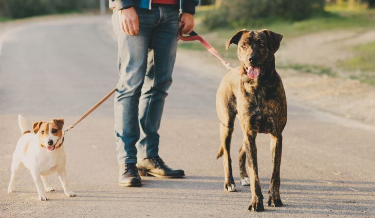 Perros paseando. 