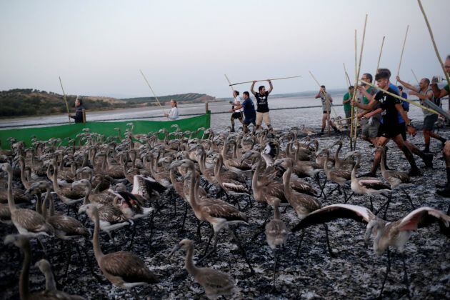 Volunteers place flamingo chicks inside a corral before fitting them with identity rings at a lagoon in the Fuente de Piedra natural reserve, near Malaga