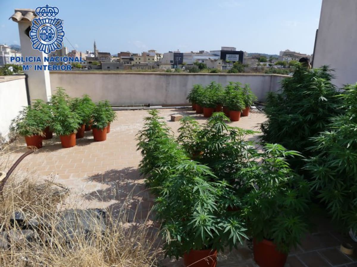 La Policía Nacional encuentra 42 plantas de marihuana tras un aviso de robo