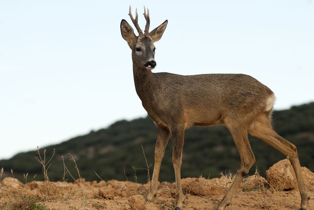 Condenan a seis meses de multa a un cazador por abatir sin autorización a un corzo en un coto privado de Villabellaco 