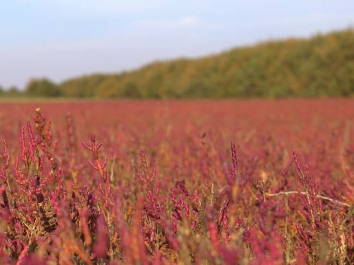 CurioSERando: La Barrilla, una industria desconocida