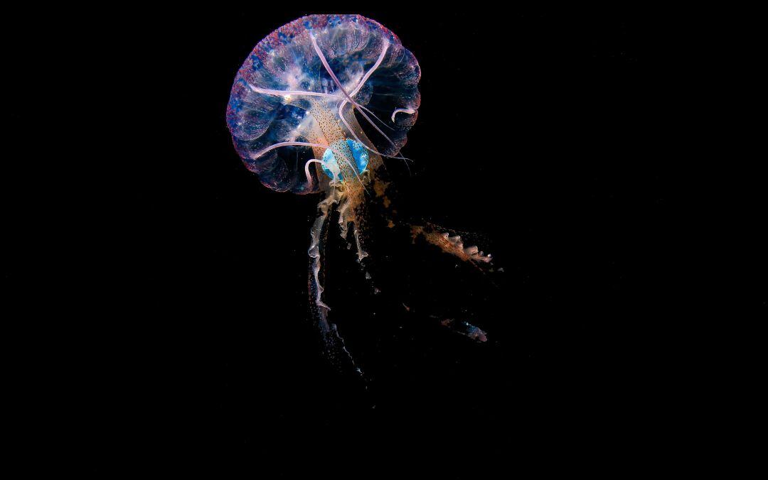  Pelagia noctiluca con un plástico azul en su interior, tomada en mayo de 2020 en aguas de Sardina del Norte, Gran Canaria.