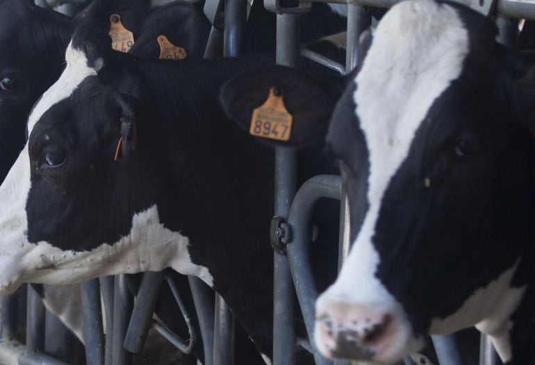 Ganaderos afectados por la crisis del sector lácteo. Explotación ganadera de Adoración Martín en Nava de Arévalo (Ávila)