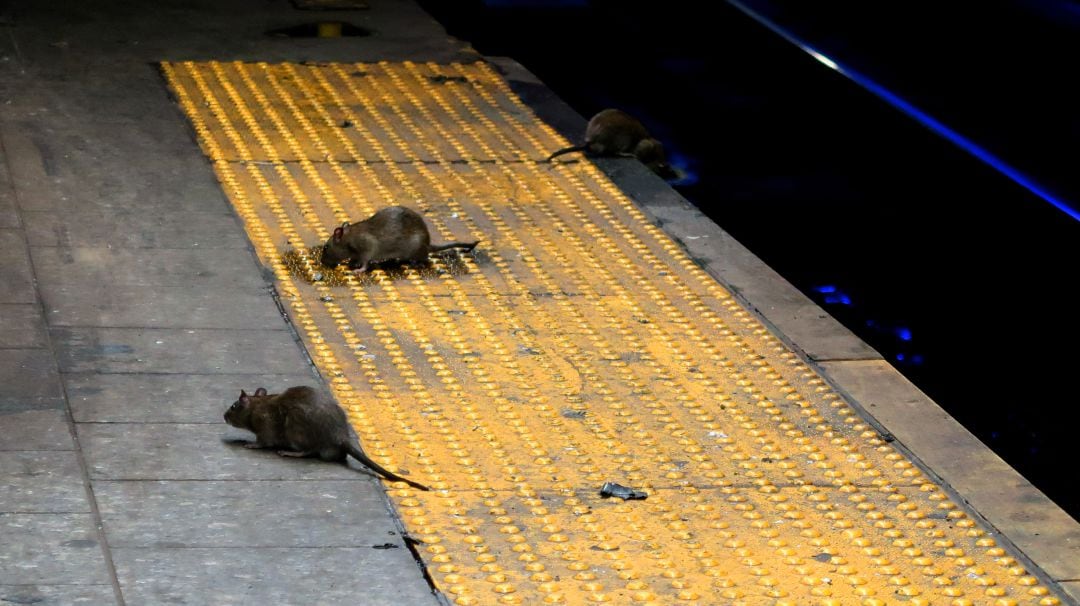 Varias ratas en una estación de metro en Nueva York