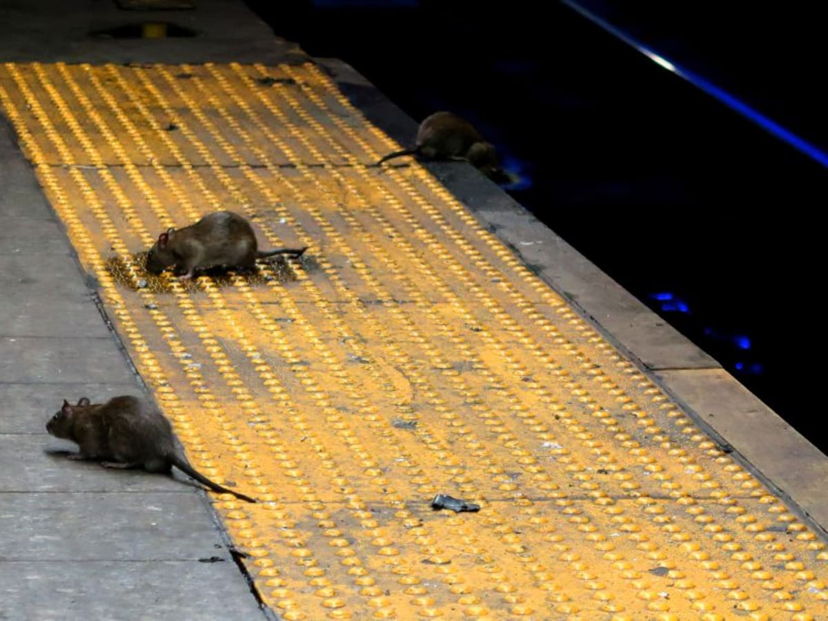 Las ratas practican el canibalismo debido a la cuarentena