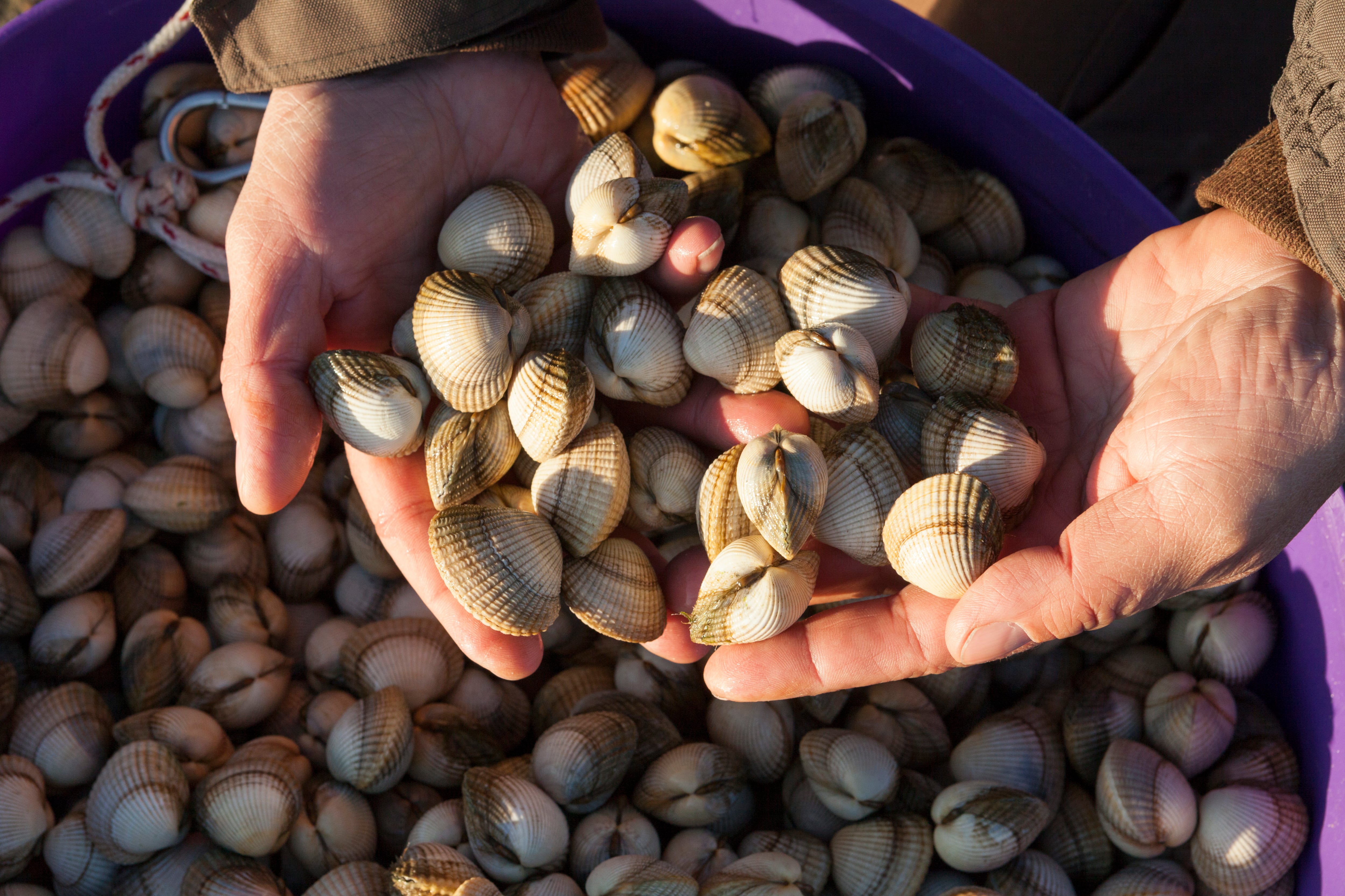 NOVEMBER 30 - NOIA, SPAIN: The Cofradia de Pescadores de Noia is the largest producer of cockles in Spain.The cockle is buried in the sand and through a special rake is unearthed, both from the boats and on foot. The men shellfish workers work in boats and women shellfish women do it on foot entering the sea to the chest. (Photo by Xurxo Lobato/ Getty Images)