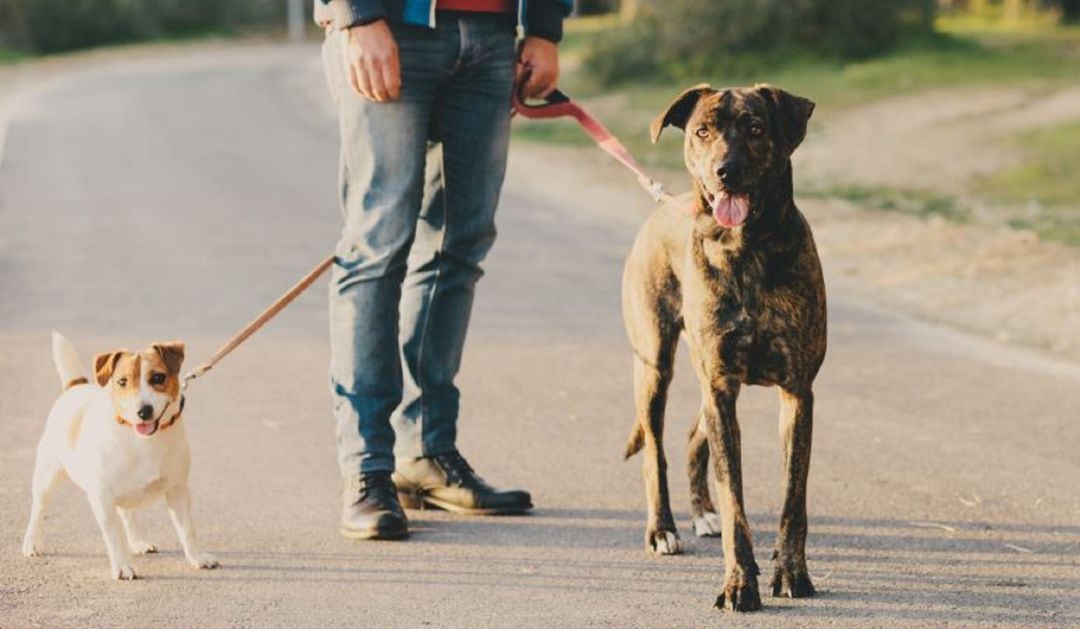 Perros paseando