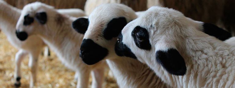 Ejemplares de raza churra