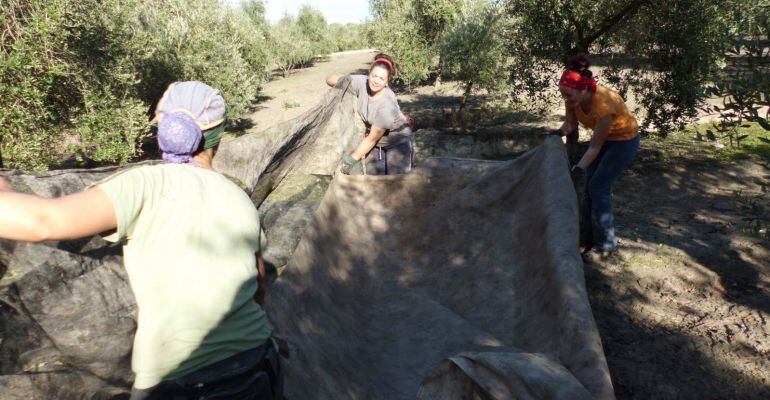 Mujeres trabajando en la recogida de aceituna en Jaén.