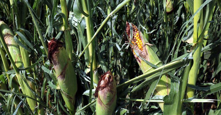 De les 2.500 hectàrees que calcula Agroseguro que ha afectat la pedregada, 2.000 son de panís.
