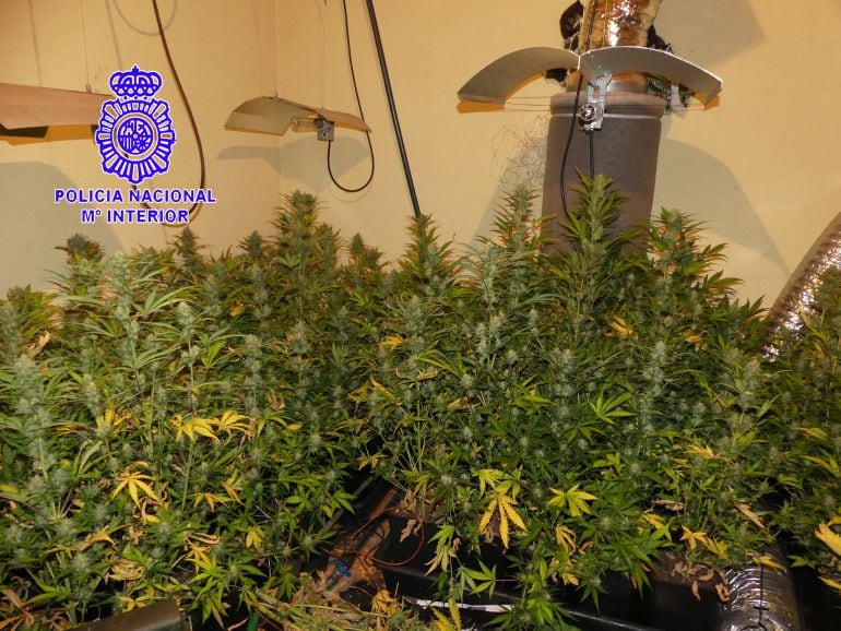 ´Laboratorio de cannabis