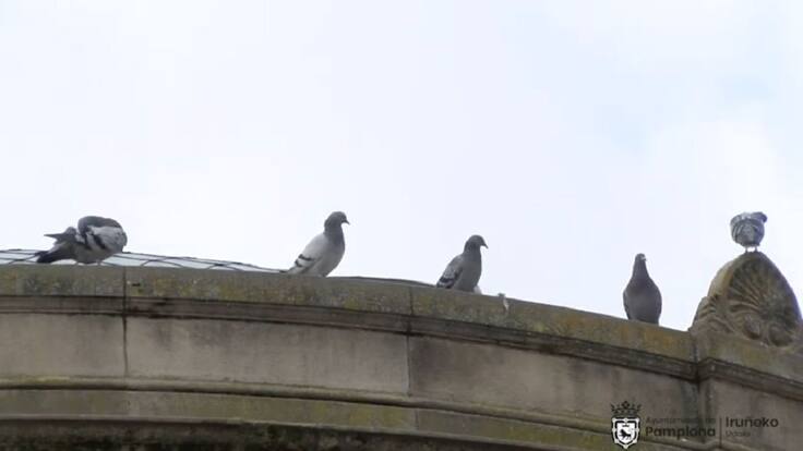 Control de la población de palomas en Pamplona (19/11/2020)