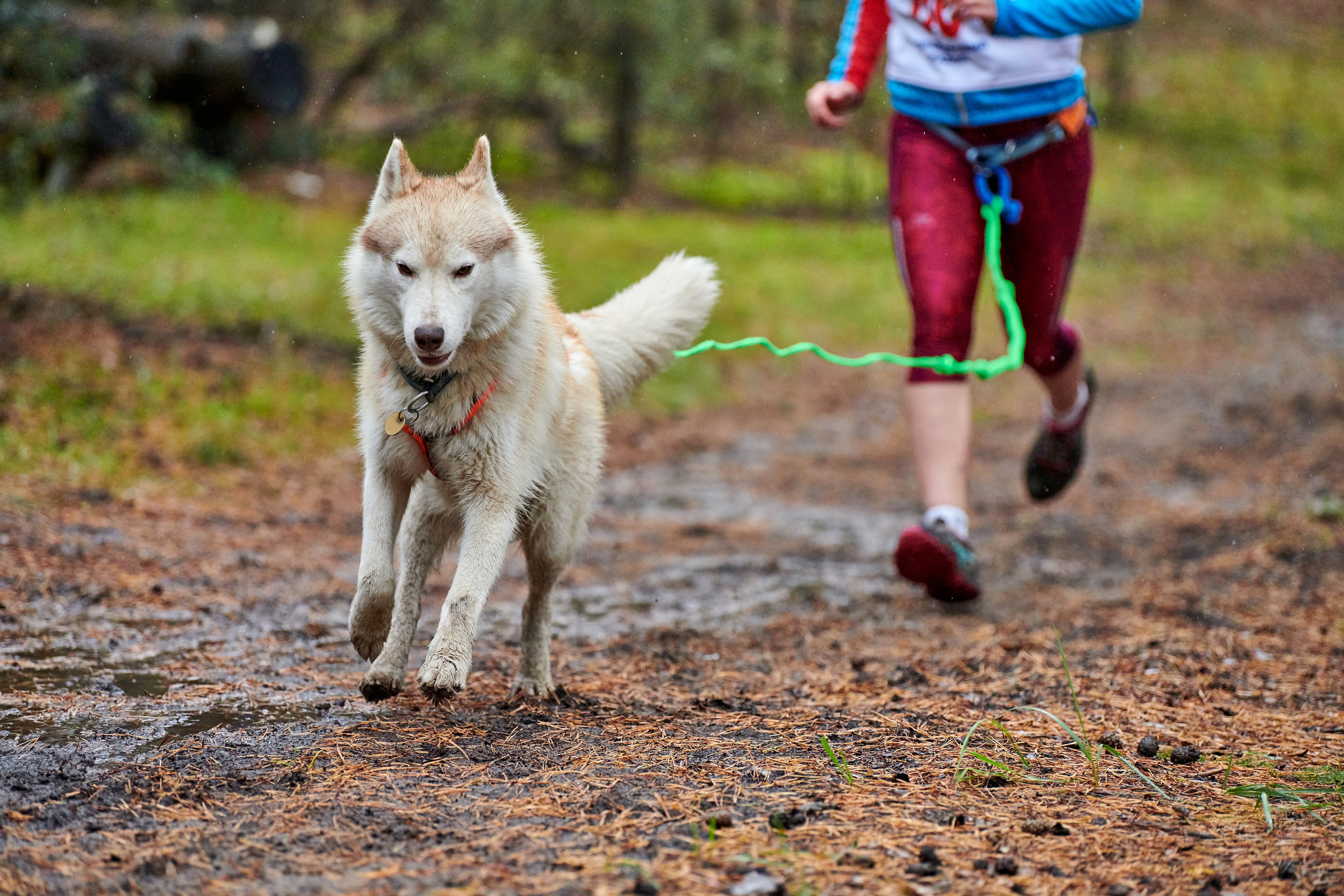 El canicross es una de las disciplinas del mushing