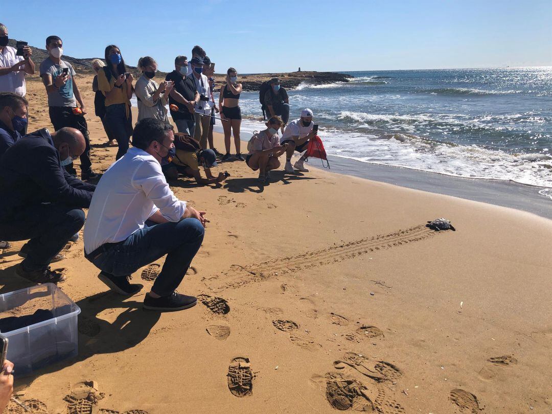 Devueltas al mar diez tortugas bobas tras un año criadas en cautividad. Imagen de diciembre de 2021